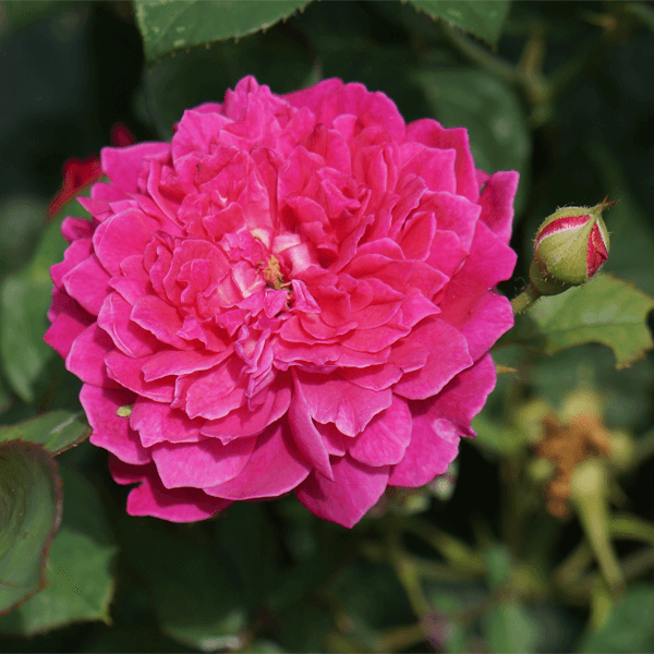 TSvety Anglijskoj rozy 100 ml 1